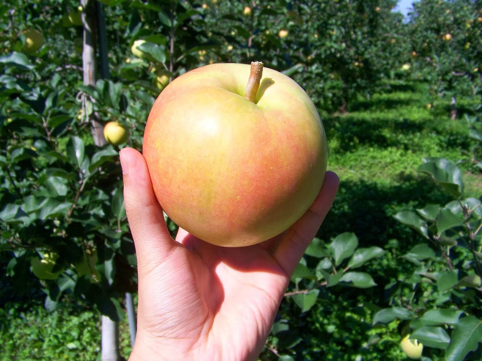 Traveling and Teaching in Rural Japan Hirakawa Apple Tour