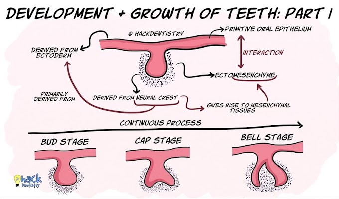 DEVELOPMENT OF TOOTH: Initiation, bud and cap stage