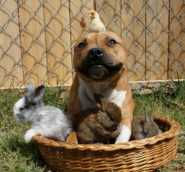pit-bull-bunnies-and-chick-006.jpg