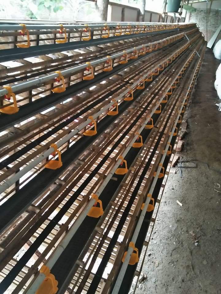 Kandang Burung Puyuh