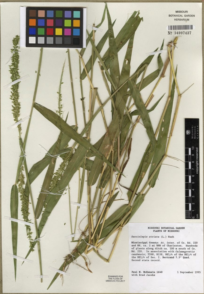 Flora de Puerto Rico Ilustrada Papo Vives POACEAE SACCIOLEPIS (S