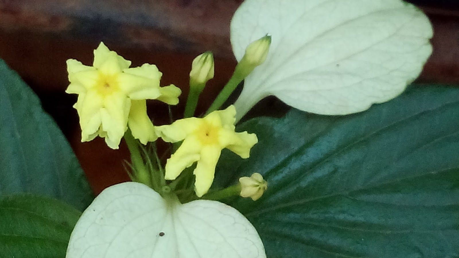 Garden Care Simplified Five Reasons Why Your Newly Planted Plant Died