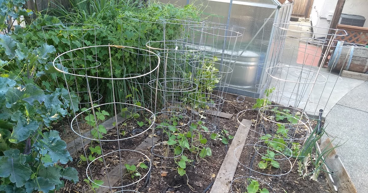 The Scientific Gardener 2020 in the Backyard Garden