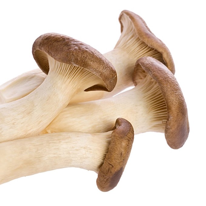Mushroom training centre in Maharashtra | Organic mushrooms | Biobritte mushroom center