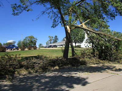 Damaged tree
