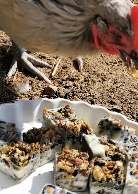 chicken eating snacks