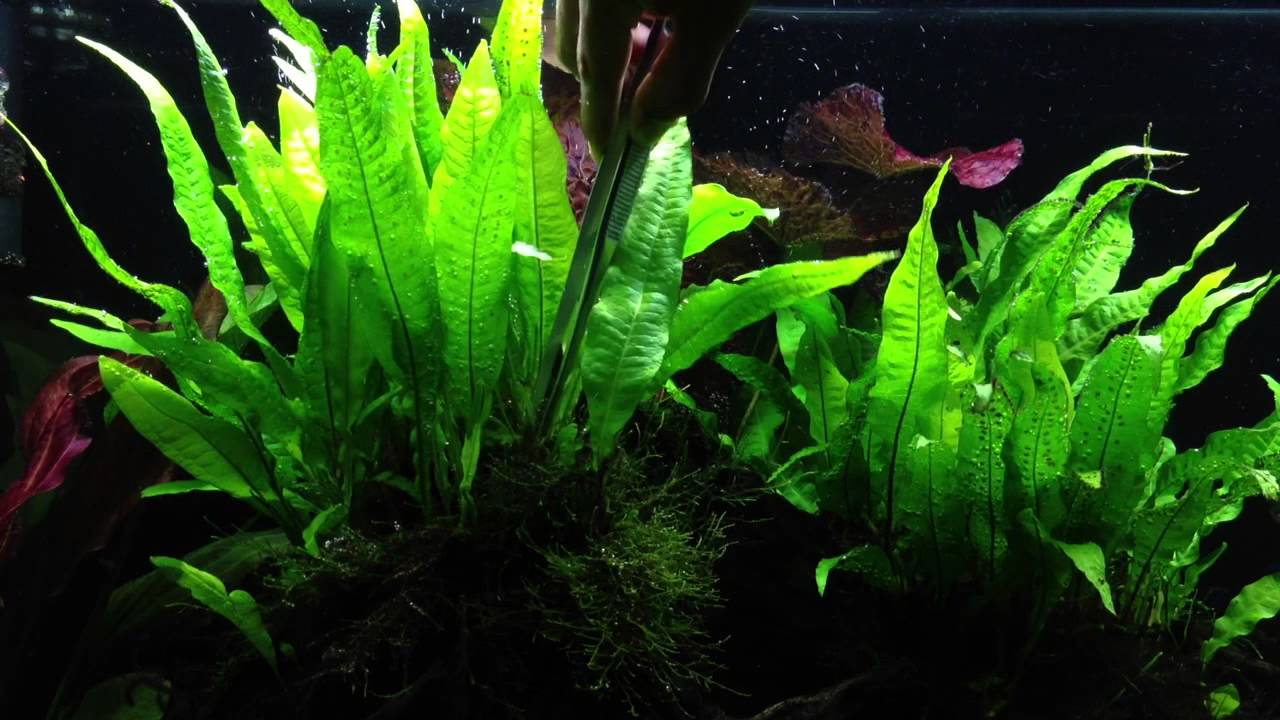 Mengenal Java Fern ~ Aquascape Batang