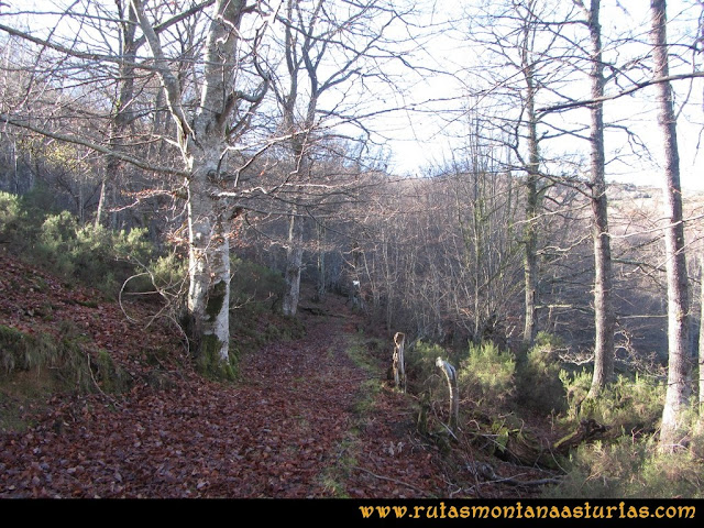 Ruta Tromeu y Braña Rebellón: Camino entre el hayedo