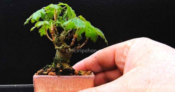 Memahami Ukuran Tinggi Tanaman Bonsai Ciriciripohon Com