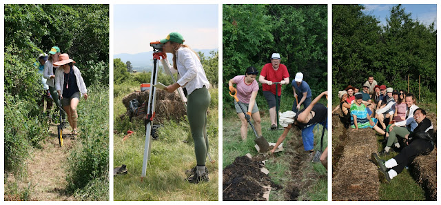 Yellow Forsythia Bushes In Spring Landscape Photos