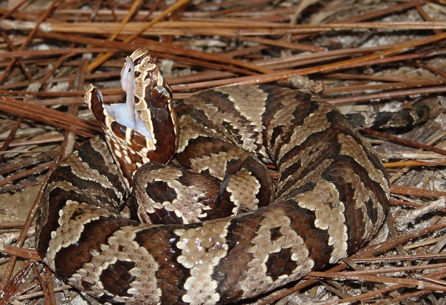 Living Alongside Wildlife Cottonmouth Myths IV I Got Chased by a