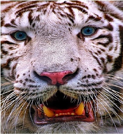 30 Hasil Foto Macan Imut Gambar Harimau Putih Muka Ganas
