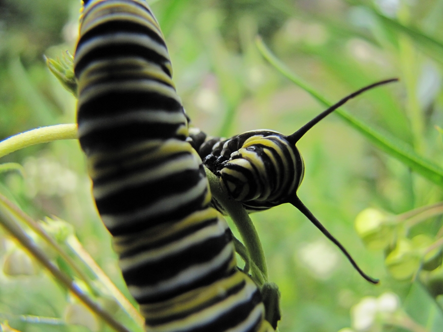 photographing New Zealand monarch caterpillars