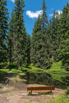 Waldwandern in Saalbach | Wanderung zu den Waldteichen am Maisereck | Saalbach - Maisalm - Wirtsalm - Waldteiche - Spielberghaus - Saalbach | Wandern-SalzburgerLand 13