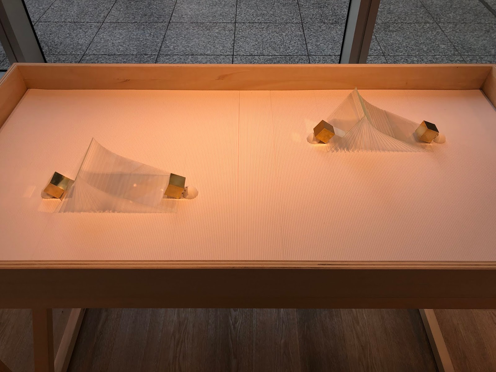 クラゲの種類 - Turritopsis dohrnii