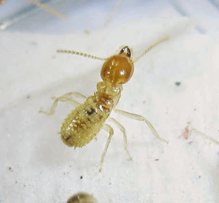 Hypotermes termites