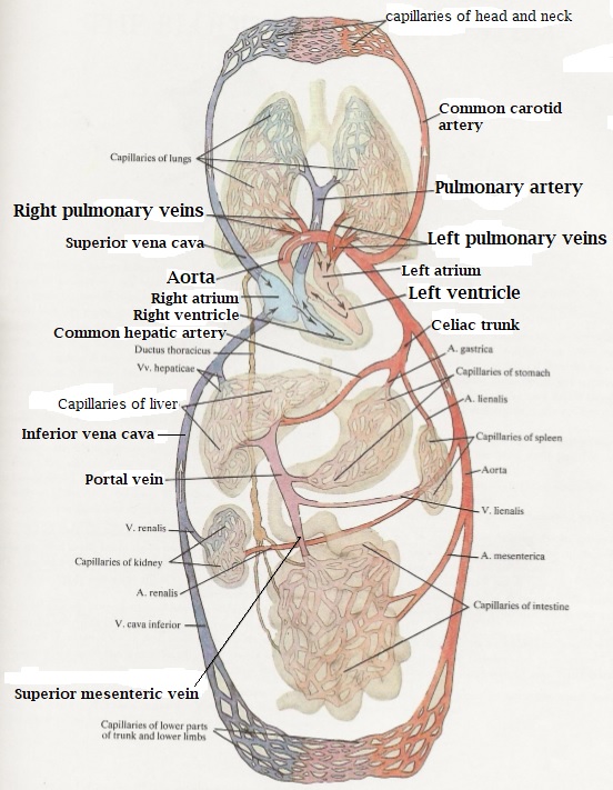 Science & Medicine: Systemic circulation (diagram)