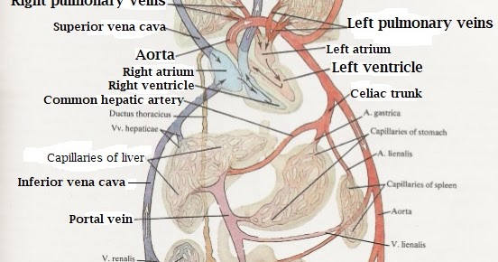 Science & Medicine: Systemic circulation (diagram)