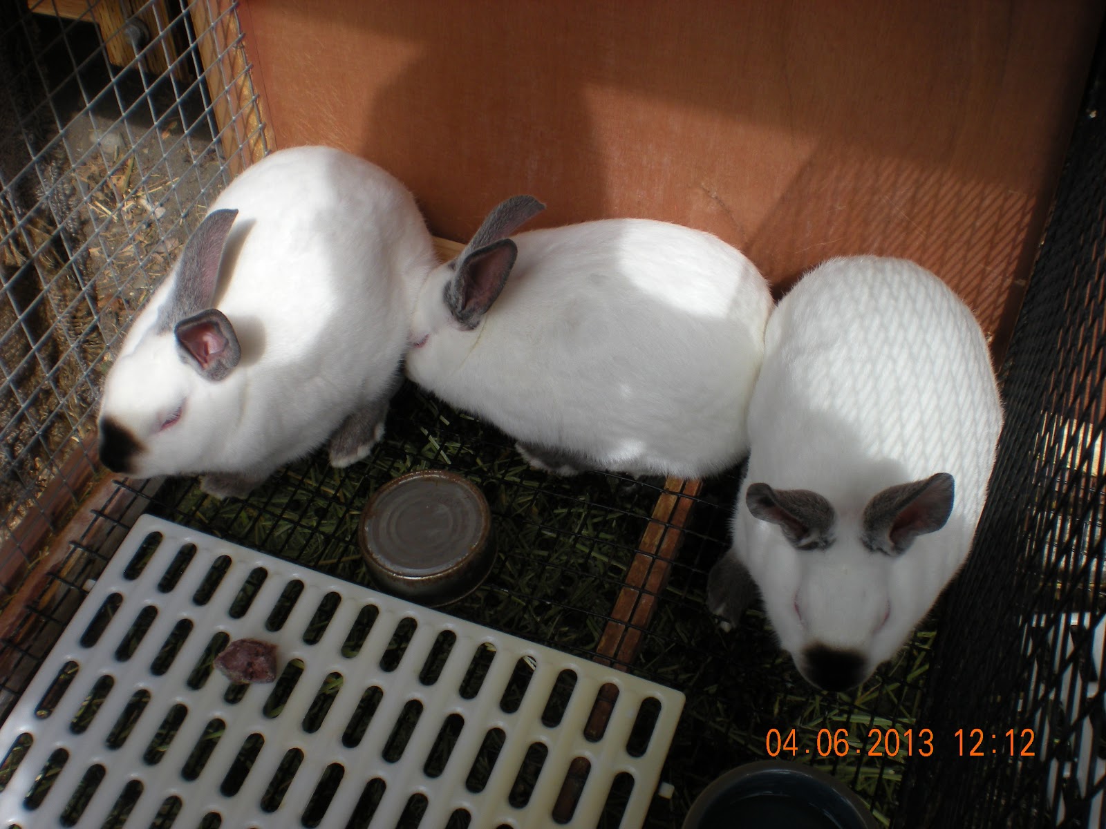 SHAMROCK RABBITS Rabbits, Bunnies & Cages for Sale as of April 10th, 2015