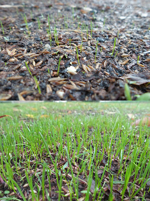 baby grass and a yard update