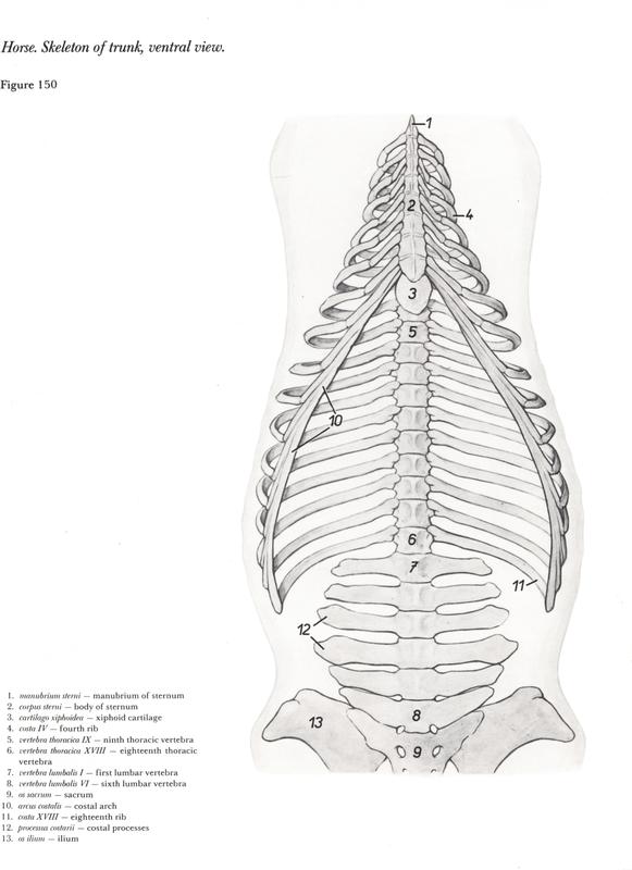 horse-skeleton-trunk-ventral-view-anatomia-veterinaria-veterinary-popesko-pdf-vetarq