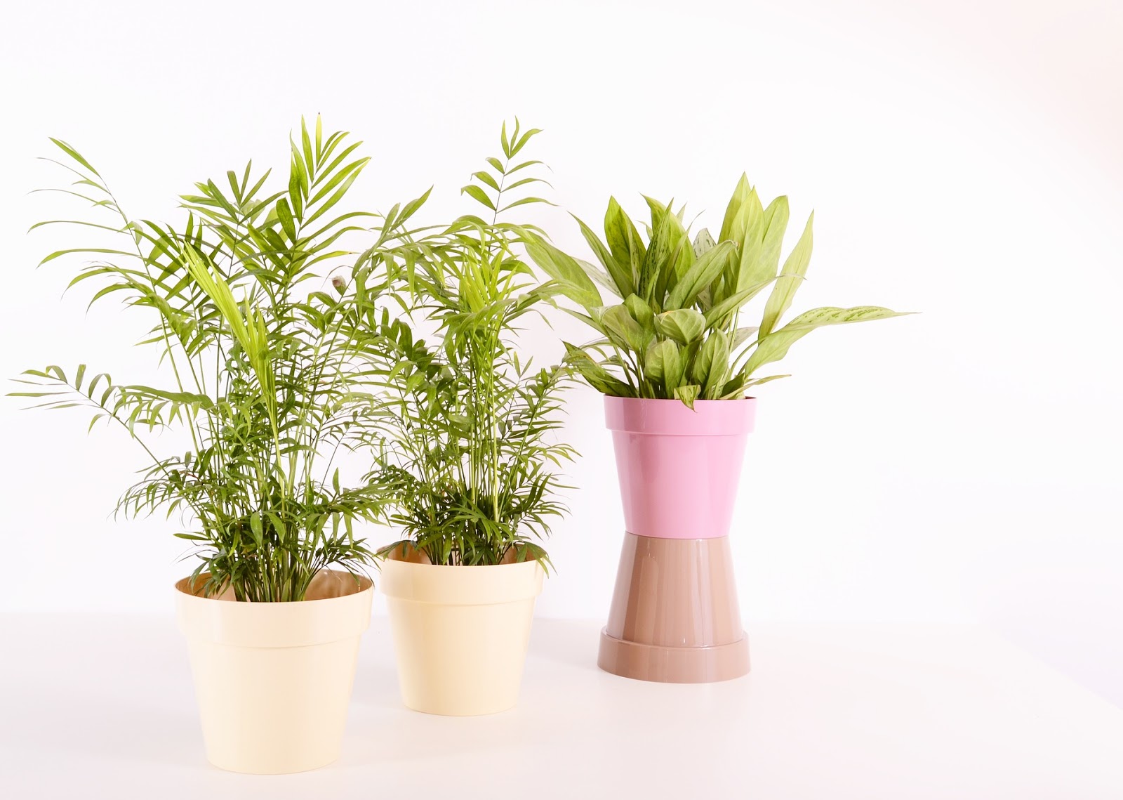 Air purifier plants, indoor plants NATURE ELEMENTS