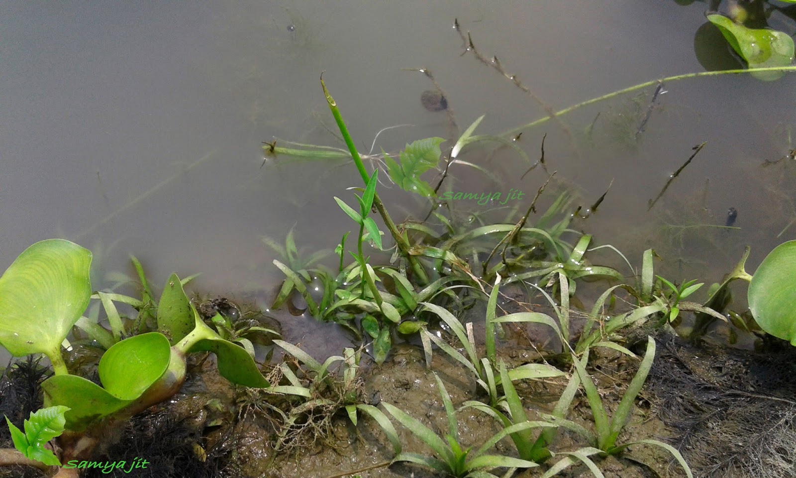 NATIVE AQUATIC A plant Collection trip in local area(southern West
