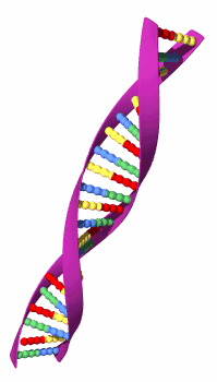 Molécula de ADN
