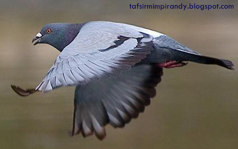 9 Tafsir Mimpi Menangkap Burung Merpati Menurut Islam Primbon Tafsir Mimpi 9 Tafsir Mimpi Menangkap Burung Merpati Menurut Islam Primbon Tafsir Mimpi