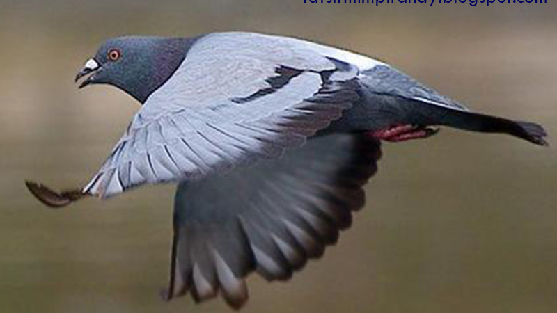 9 Tafsir Mimpi Menangkap Burung Merpati Menurut Islam Primbon Tafsir Mimpi