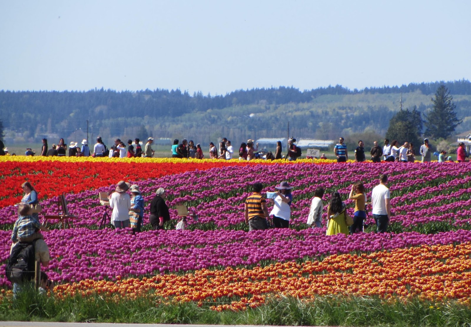 Moments of Delight...Anne Reeves Seattle Skagit Tulip Festival in