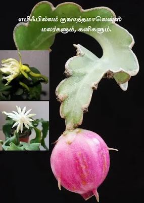 Epiphyllum guatemalense flower fruit