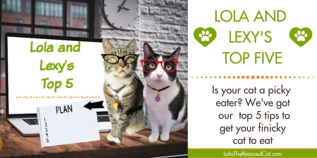 Lola and Lexy’s Top 5 Tips to Get Your Finicky Cat to Eat Lola The