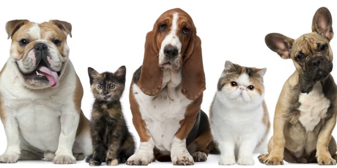 6 Cara Mencegah Bau Badan Anjing dan Kucing