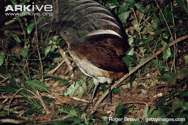 avesbirdsvogelosieauxuccellomanupassarondegechim Ave lira de Alberto