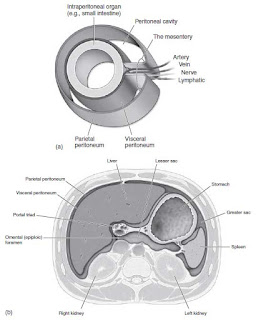 Peritoneal Irritation anatomy