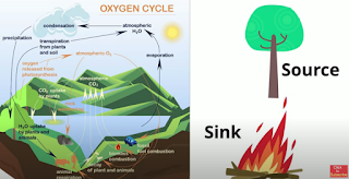 oxygen cycle