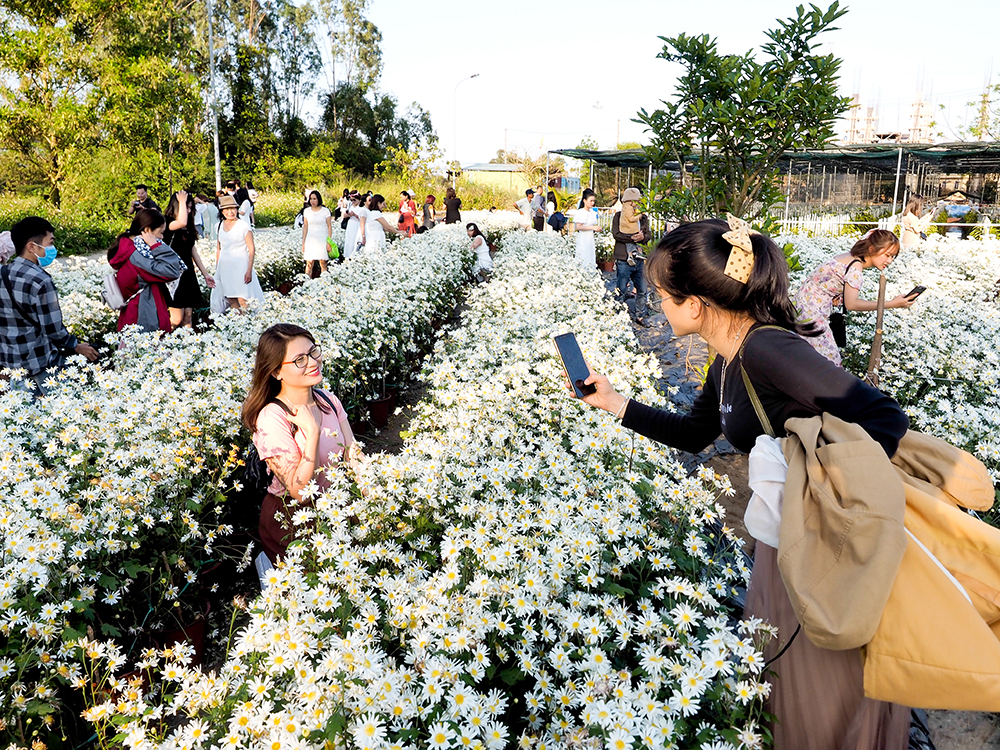 Thông tin chi tiết vườn cúc họa mi nở rộ trong nắng xuân tại Đà Nẵng