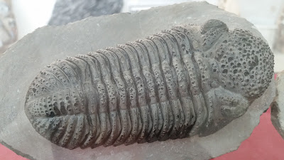 Fósiles de Erfoud Fósiles de Erfoud