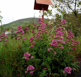 Haixeder: Plantas silvestres de Zierbena - II