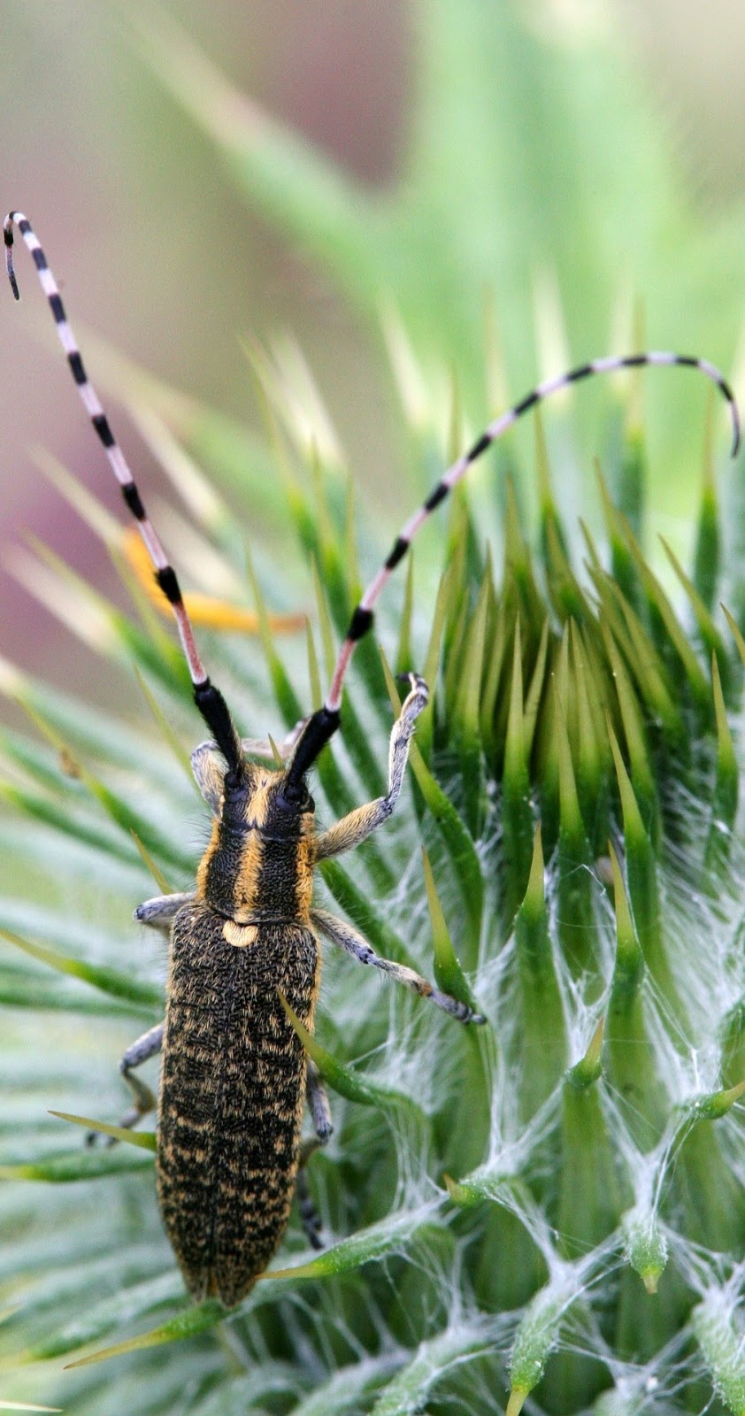 Longhorn beetle navigating a thorny plant.