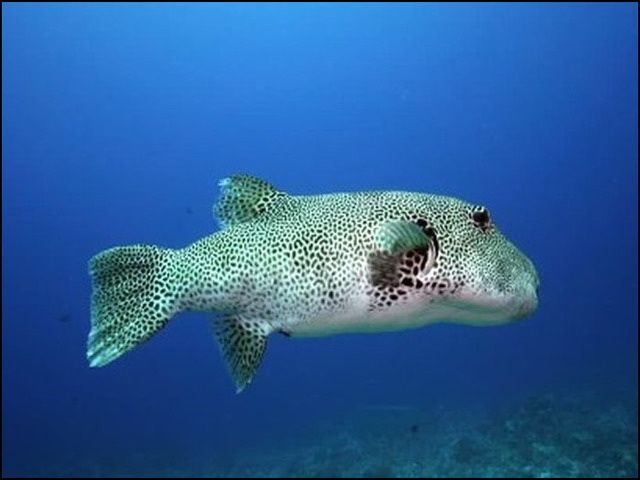 Gambar Ikan Buntal Lucu dari Jenis Air Laut tidak Beracun Gambar Ikan Buntal Lucu dari Jenis Air Laut tidak Beracun