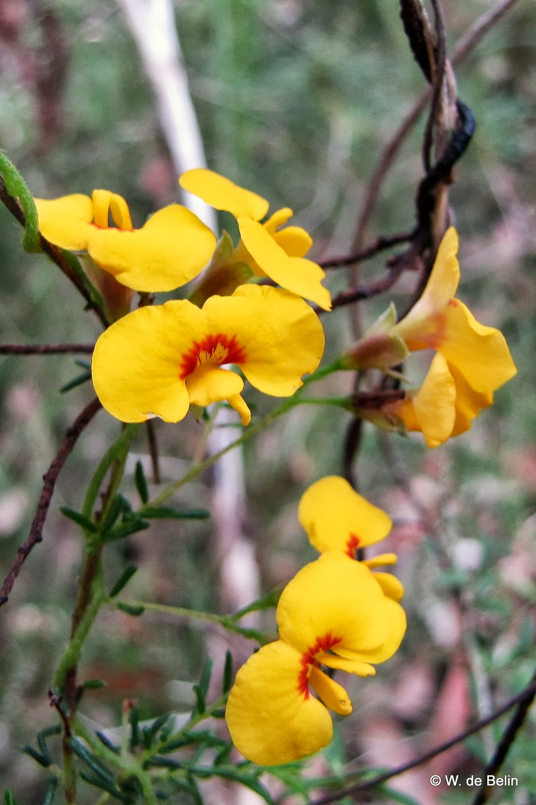 Sydney's Wildflowers and Native Plants Dillwynia parvifolia Small