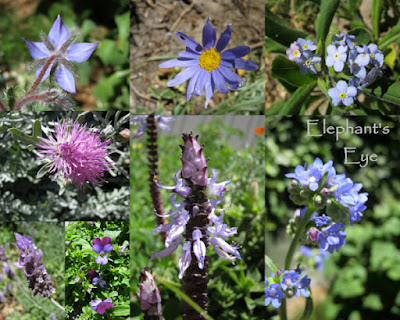 Blue and purple flowers mostly for Cornish Stripe