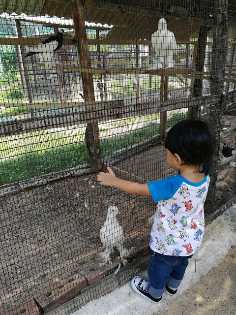 Audi Dream Farm Balik Pulau Penang Petting Zoo Feed Animal