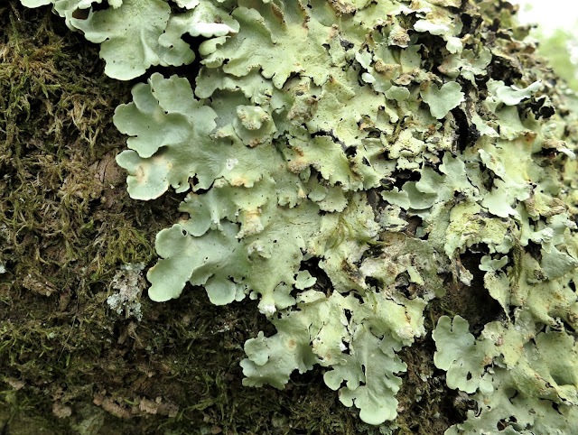 Pale green lichen on the trunk of a tree with moss. Somerset.