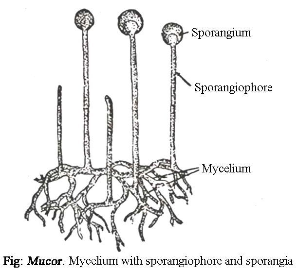 a mucor parazita vagy sem