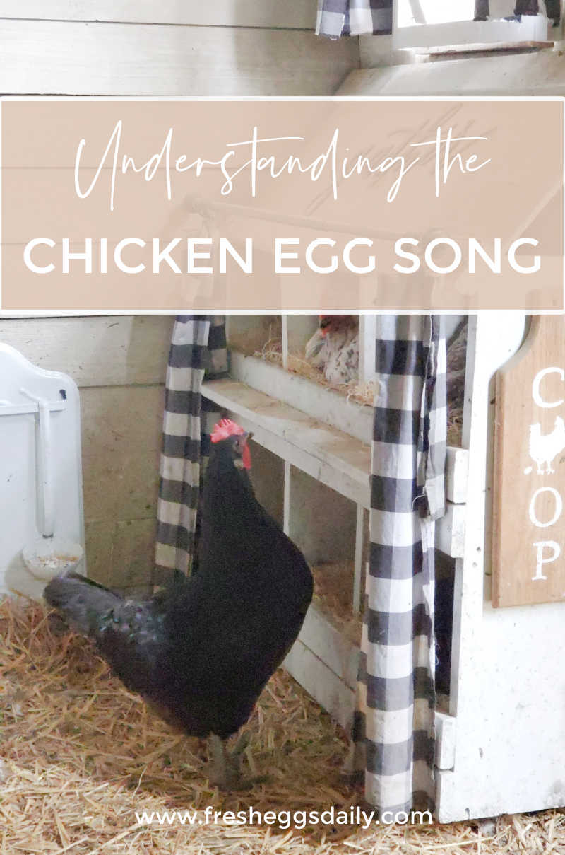 Understanding The Chicken Egg Song Fresh Eggs Daily® with Lisa Steele