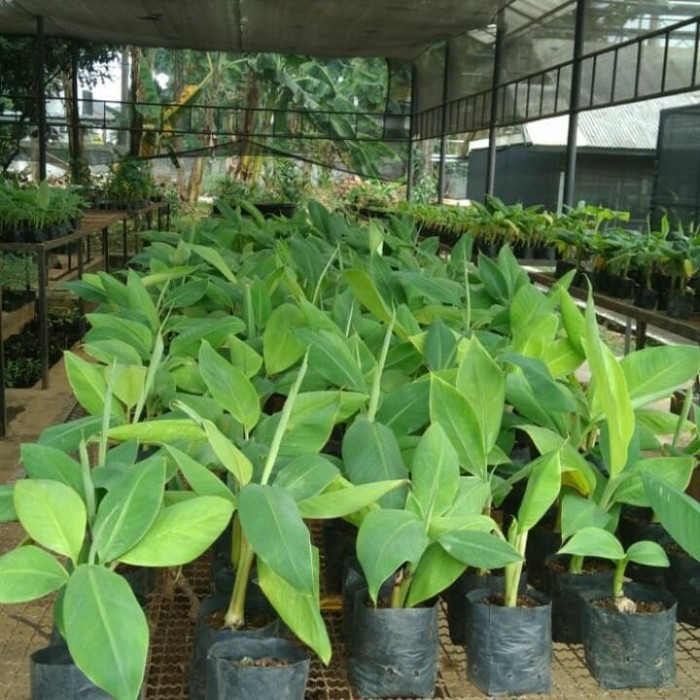 pohon pisang emas kirana murah meriah Ciledug