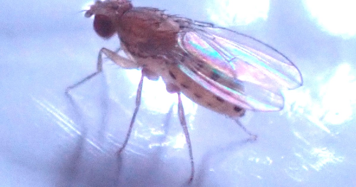 Springfield Plateau Fruit Flies Tipple